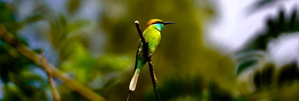 Bird sitting in beautiful nature.